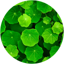 Prasad profile picture